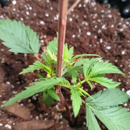 Guava Auto Fastbuds