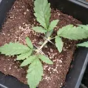 North Thunderfuck Auto RQS