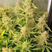 Green Gelato Auto RQS