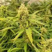 Space Cookies Auto Delicious Seeds