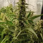 Green Gelato Auto RQS