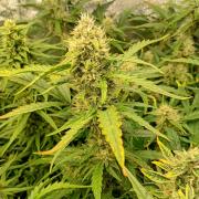 Space Cookies Auto Delicious Seeds