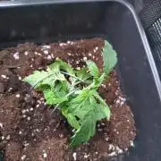 Purple Lemonade Auto RQS