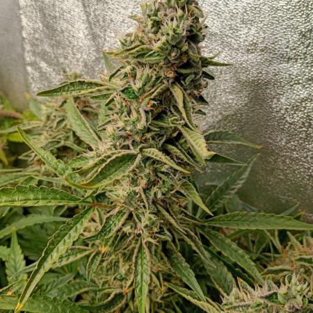 Green Gelato Auto RQS