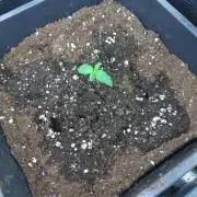 Green Gelato P#1 Royal Queen Seeds