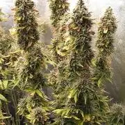 Gelonade Auto Zamnesia