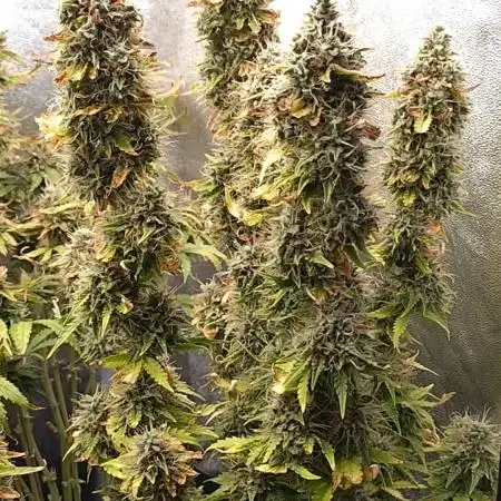 Gelonade Auto Zamnesia