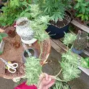 Outdoor Purplematic CBD RoyalQueenSeeds