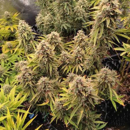 Green Gelato Auto RQS