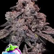 Mangosteen Glitch Auto