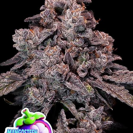 Mangosteen Glitch Auto