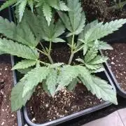 North Thunderfuck Auto RQS