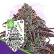 Permanent Marker Zamnesia