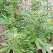 Outdoor Godfather OG Auto Zamnesia