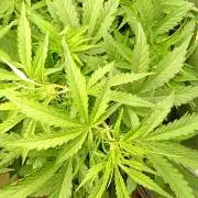 Mango Cherry Runtz Fastbuds