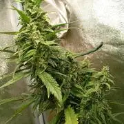 Strawberry Gorilla Auto RF3 Fastbuds