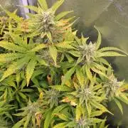 Purple Lemonade Auto RQS