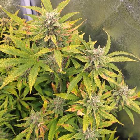 Purple Lemonade Auto RQS