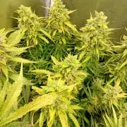 Glowberry Rush Auto Anesia Seeds