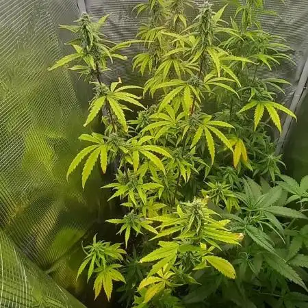 Blueberry Zkittlez Auto Sensi Seeds