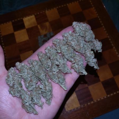 Cherry Cola RF3 Auto Fastbuds