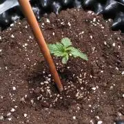 Purplematic CBD Royal Queen Seeds
