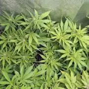 Cinderella Auto Fastbuds