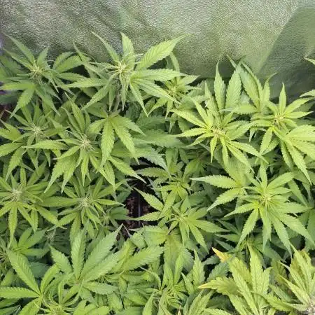 Cinderella Auto Fastbuds