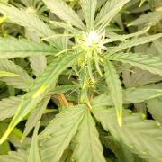 Space Cookies Auto Delicious Seeds