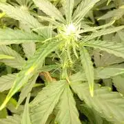 Space Cookies Auto Delicious Seeds