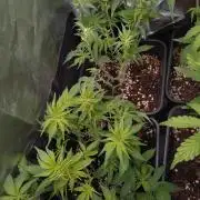 Cinderella Auto Fastbuds