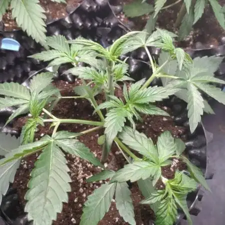 Fat Banana Auto RQS