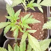 Mendo Guava Auto Fastbuds