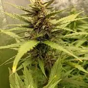 Purple Lemonade Auto RF3 Fastbuds