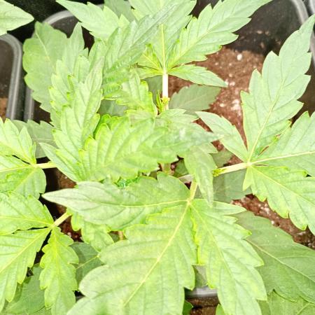Banana Guava Auto Fastbuds