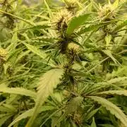 Purple Lemonade Auto RF3 Fastbuds