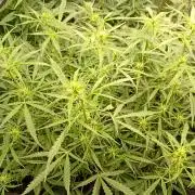 Chaos Cake Auto Anesia Seeds