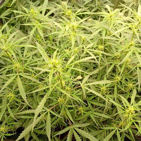 Chaos Cake Auto Anesia Seeds