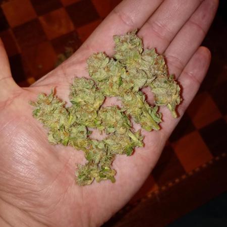 Lemon Cherry Gelato P#1 Barneys Farm