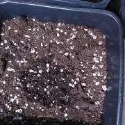 Strawberry Cheesecake Auto Barneys Farm