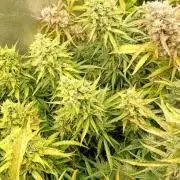 Apple Strudel Auto Fastbuds