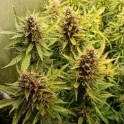 Purple Lemonade Auto RF3 Fastbuds