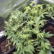 Grape Pop Rocks Auto Anesia Seeds