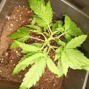Mango Frost Auto Fastbuds