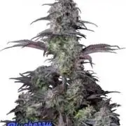 Blueberry Auto Fastbuds