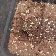 Pistachio Churro Auto Anesia Seeds