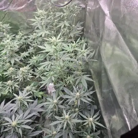 Apple Strudel Auto Fastbuds
