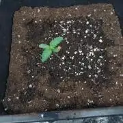 Gelato 44 Tyson 2.0 x RQS