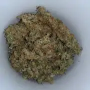 Strawberry Cheesecake Auto Barneys Farm