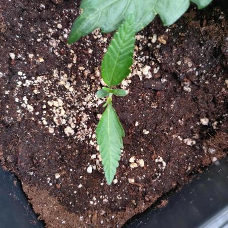 North Thunderfuck Auto RQS